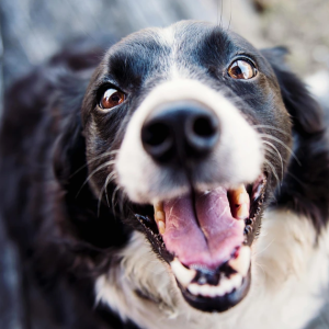 Research Claims Some Dogs Can Distinguish Between Twins — Owners Share Real Life Experiences